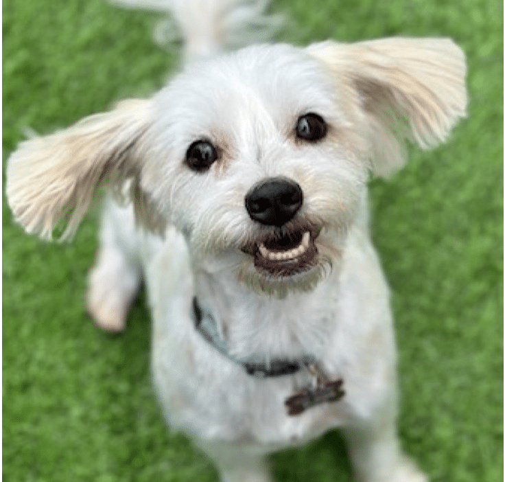 White, 7 Yr old, Maltese Mix available for adoption at Vanderpump dogs in Los Angeles